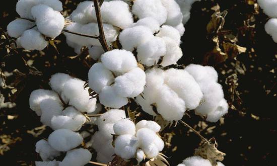 进口棉成交大幅增长 配额到期只是导火索