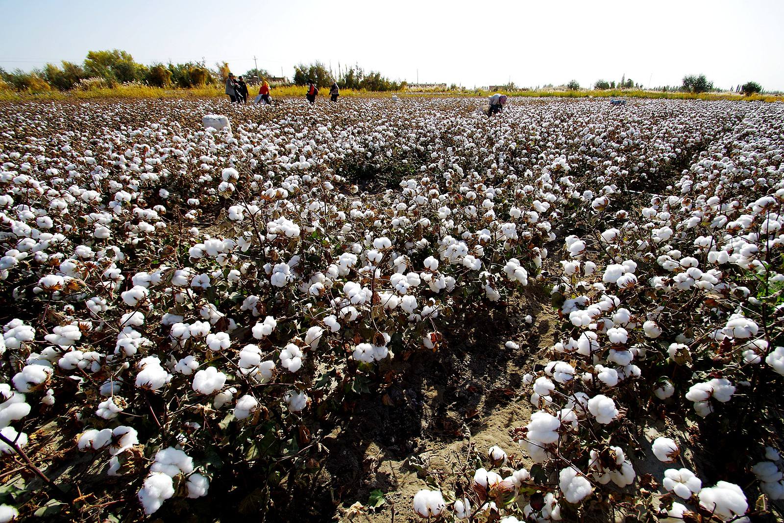 为什么近来南疆手摘棉的询价、成交比较活跃呢？ 
